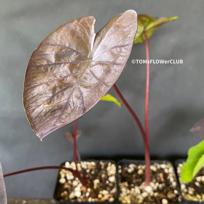 Colocasia Esculenta Black Magic, organically grown tropical plants for sale at TOMs FLOWer CLUB.