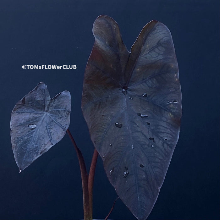 Colocasia Esculenta Black Magic, organically grown tropical plants for sale at TOMs FLOWer CLUB.