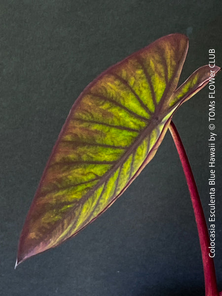 Colocasia Esculenta Blue Hawaii, taro plant, organically grown tropical plants for sale at TOMs FLOWer CLUB.