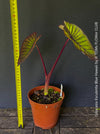 Colocasia Esculenta Blue Hawaii, taro plant, organically grown tropical plants for sale at TOMs FLOWer CLUB.