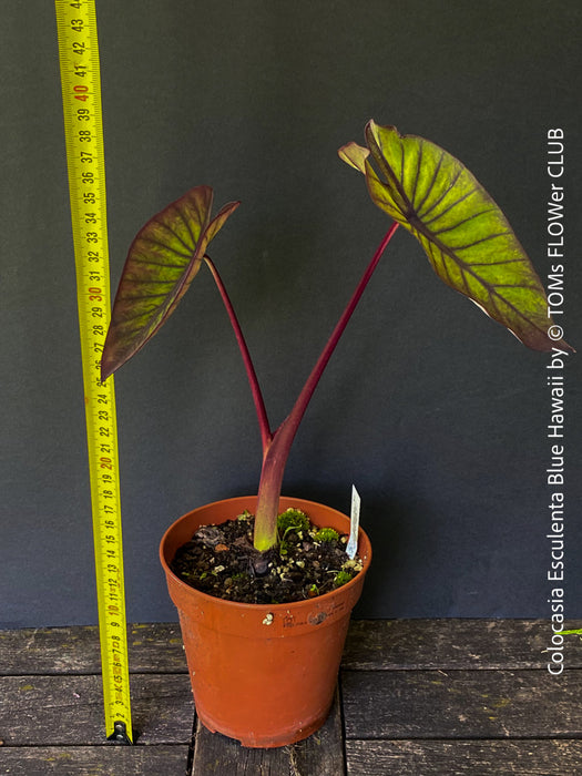 Colocasia Esculenta Blue Hawaii, taro plant, organically grown tropical plants for sale at TOMs FLOWer CLUB.