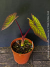 Colocasia Esculenta Blue Hawaii, taro plant, organically grown tropical plants for sale at TOMs FLOWer CLUB.