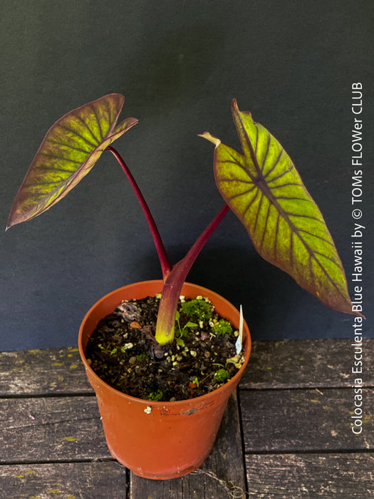 Colocasia Esculenta Blue Hawaii, taro plant, organically grown tropical plants for sale at TOMs FLOWer CLUB.