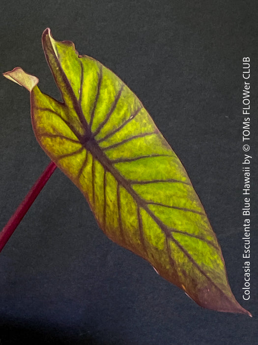 Colocasia Esculenta Blue Hawaii, taro plant, organically grown tropical plants for sale at TOMs FLOWer CLUB.