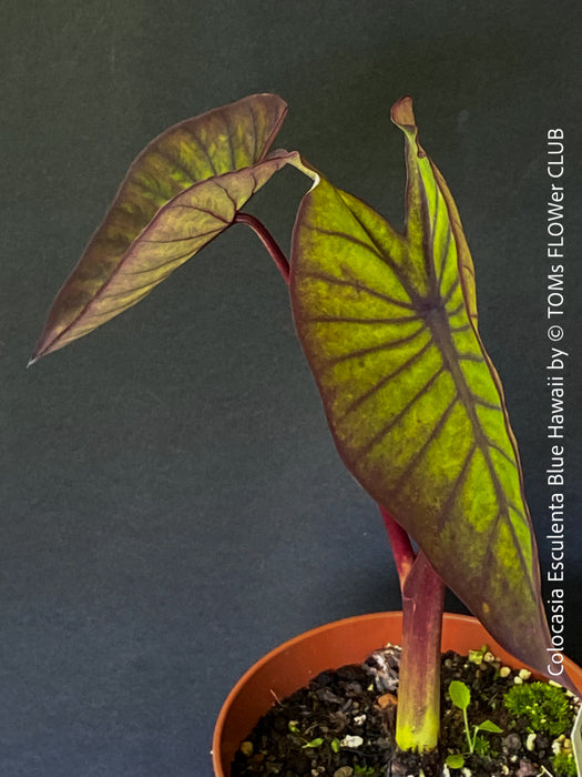 Colocasia Esculenta Blue Hawaii, taro plant, organically grown tropical plants for sale at TOMs FLOWer CLUB.