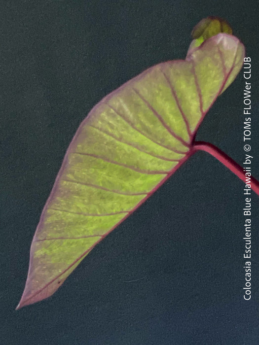 Colocasia Esculenta Blue Hawaii, taro plant, organically grown tropical plants for sale at TOMs FLOWer CLUB.