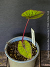 Colocasia Esculenta Blue Hawaii, taro plant, organically grown tropical plants for sale at TOMs FLOWer CLUB.