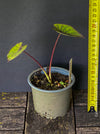 Colocasia Esculenta Blue Hawaii, taro plant, organically grown tropical plants for sale at TOMs FLOWer CLUB.