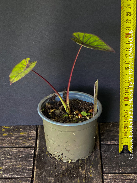 Colocasia Esculenta Blue Hawaii, taro plant, organically grown tropical plants for sale at TOMs FLOWer CLUB.