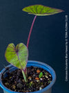 Colocasia Esculenta Blue Hawaii, taro plant, organically grown tropical plants for sale at TOMs FLOWer CLUB.