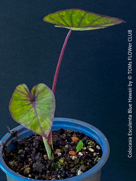 Colocasia Esculenta Blue Hawaii, taro plant, organically grown tropical plants for sale at TOMs FLOWer CLUB.