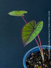 Colocasia Esculenta Blue Hawaii, taro plant, organically grown tropical plants for sale at TOMs FLOWer CLUB.