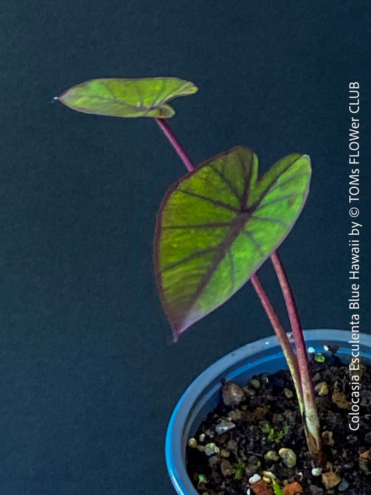 Colocasia Esculenta Blue Hawaii, taro plant, organically grown tropical plants for sale at TOMs FLOWer CLUB.