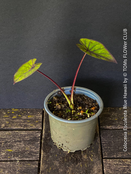 Colocasia Esculenta Blue Hawaii, taro plant, organically grown tropical plants for sale at TOMs FLOWer CLUB.