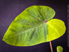 Colocasia Lemon Lime Geko, organically grown tropical plants for sale at TOMs FLOWer CLUB.