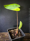 Colocasia Lemon Lime Geko, organically grown tropical plants for sale at TOMs FLOWer CLUB.