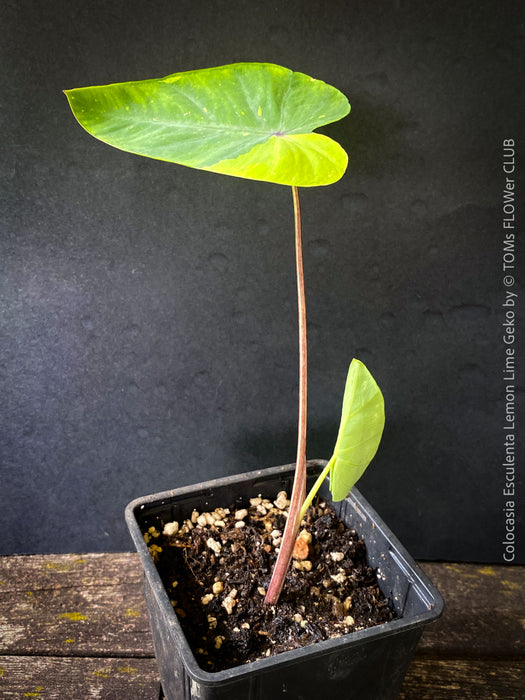 Colocasia Esculenta Lemon Lime Geko