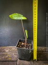 Colocasia Lemon Lime Geko, organically grown tropical plants for sale at TOMs FLOWer CLUB.