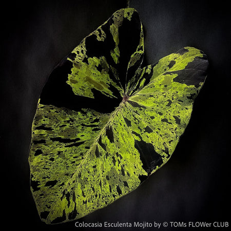 Leaf detail of Colocasia Esculenta Mojito, organically grown tropical plants for sale at TOMs FLOWer CLUB.