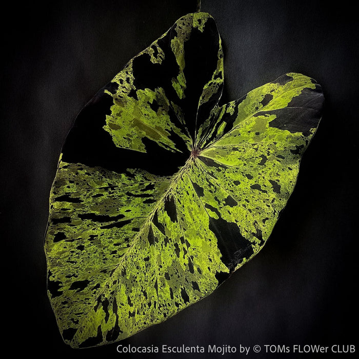Leaf detail of Colocasia Esculenta Mojito, organically grown tropical plants for sale at TOMs FLOWer CLUB.