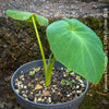 COLOCASIA ESCULENTA, Elephant Ears, organically grown tropical plants for sale at TOMs FLOWer CLUB.