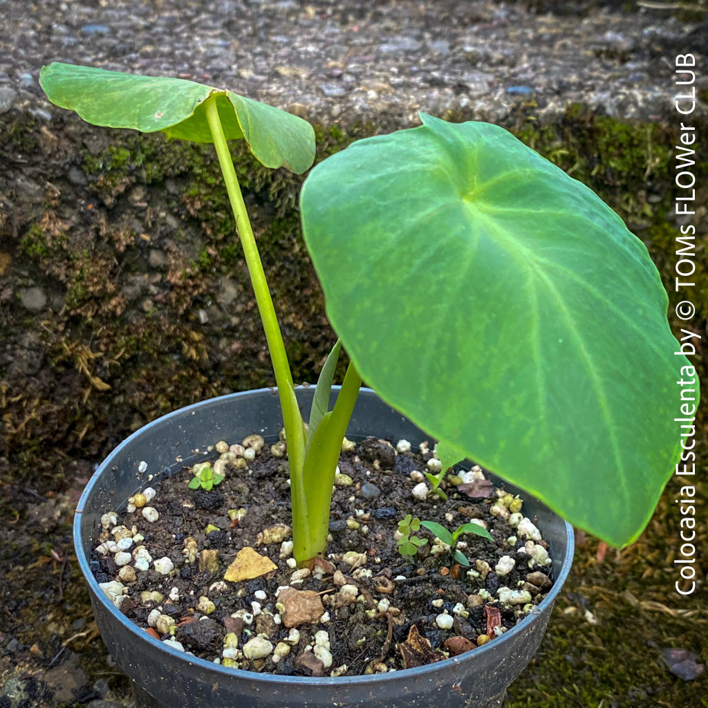 colicarus elephant ear plant COLOCASIA ESCULENTA | organically grown tropical plants