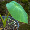 COLOCASIA ESCULENTA, Elephant Ears, organically grown tropical plants for sale at TOMs FLOWer CLUB.