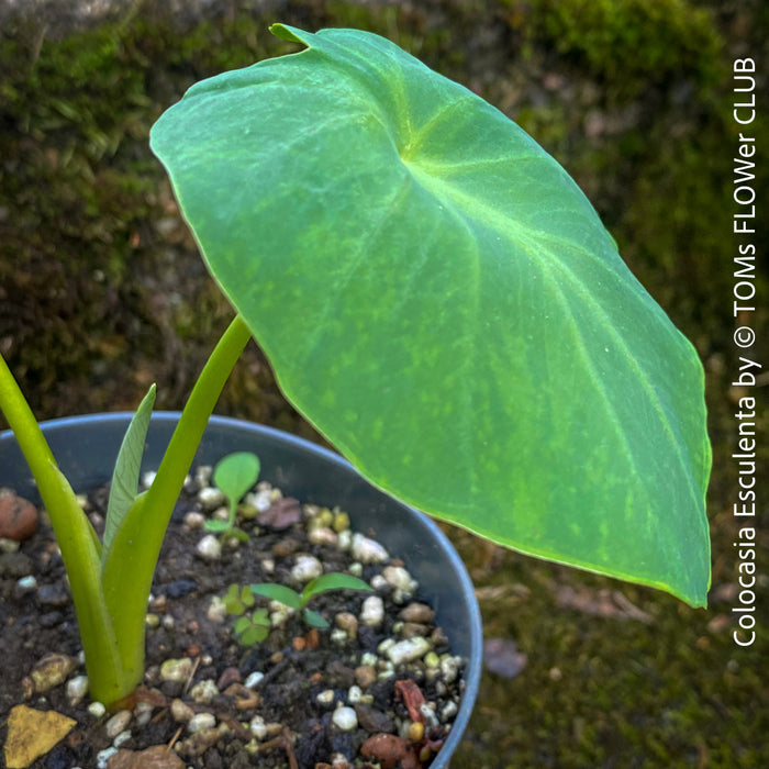 buy elephant ear plant online COLOCASIA ESCULENTA | organically grown tropical plants