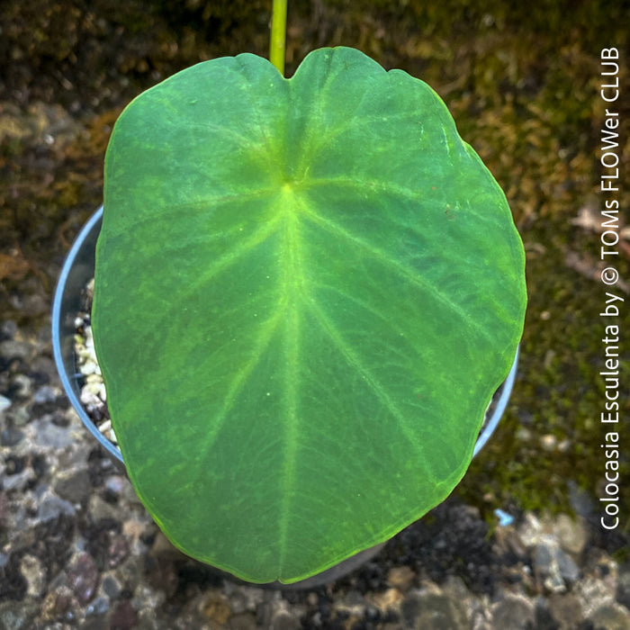 elephant ears plant for sale COLOCASIA ESCULENTA | organically grown tropical plants