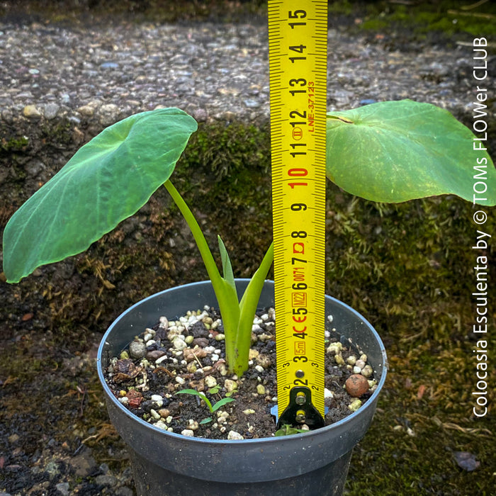 COLOCASIA ESCULENTA, Elephant Ears, organically grown tropical plants for sale at TOMs FLOWer CLUB.