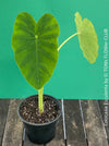 COLOCASIA ESCULENTA, Elephant Ears, organically grown tropical plants for sale at TOMs FLOWer CLUB.