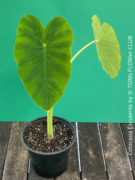 COLOCASIA ESCULENTA, Elephant Ears, organically grown tropical plants for sale at TOMs FLOWer CLUB.