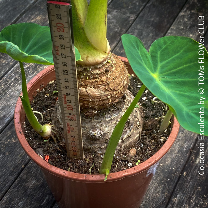 COLOCASIA ESCULENTA, Elephant Ears, organically grown tropical plants for sale at TOMs FLOWer CLUB.