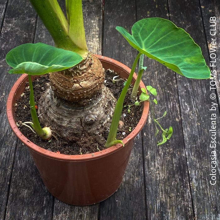 COLOCASIA ESCULENTA, Elephant Ears, organically grown tropical plants for sale at TOMs FLOWer CLUB.