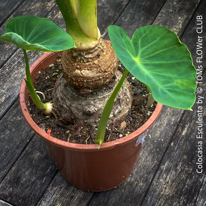 COLOCASIA ESCULENTA, Elephant Ears, organically grown tropical plants for sale at TOMs FLOWer CLUB.