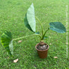 COLOCASIA ESCULENTA, Elephant Ears, organically grown tropical plants for sale at TOMs FLOWer CLUB.