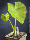 Organically grown Colocasia Waikiki in TOMs FLOWer CLUB with architectural tropical foliage