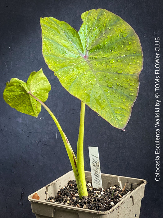 Organically grown Colocasia Waikiki in TOMs FLOWer CLUB with architectural tropical foliage