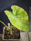 Organically grown Colocasia Waikiki with architectural tropical foliage