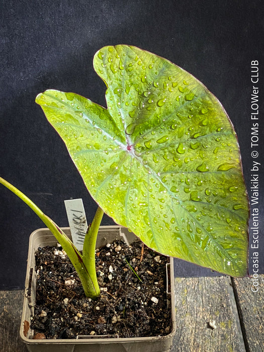 Organically grown Colocasia Waikiki with architectural tropical foliage