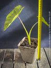 TOMs FLOWer CLUB Colocasia Waikiki from own propagation showing bold tropical foliage and collector appeal
