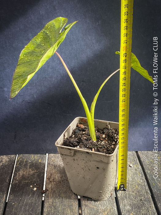 TOMs FLOWer CLUB Colocasia Waikiki from own propagation showing bold tropical foliage and collector appeal