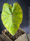 Leaf detail of Colocasia Waikiki cultivated at TOMs FLOWer CLUB showing unique leaf marbling