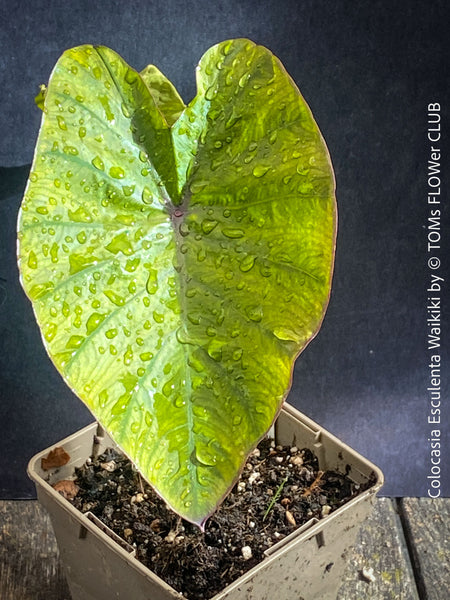 Leaf detail of Colocasia Waikiki cultivated at TOMs FLOWer CLUB showing unique leaf marbling