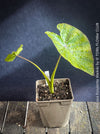 TOMs FLOWer CLUB Colocasia Waikiki showing bold tropical foliage and collector appeal