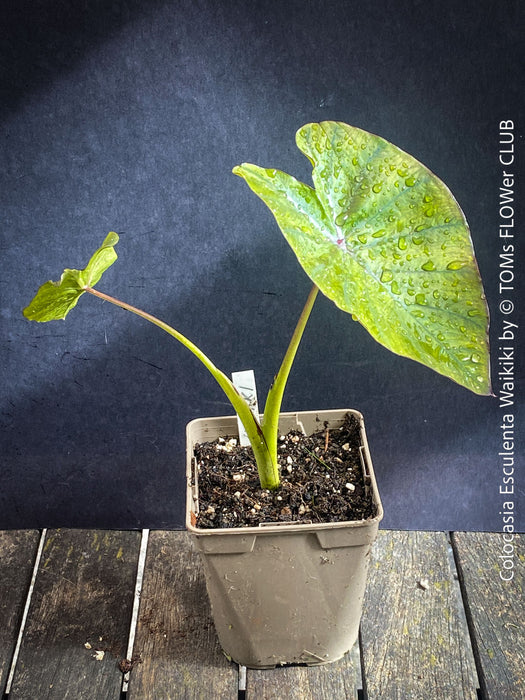 TOMs FLOWer CLUB Colocasia Waikiki showing bold tropical foliage and collector appeal