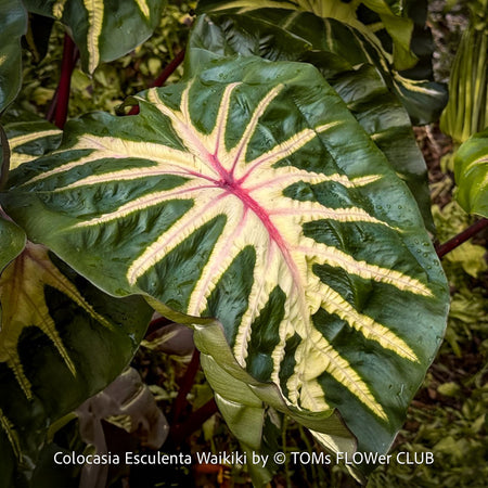 Healthy Colocasia Waikiki cultivated at TOMs FLOWer CLUB showing unique leaf marbling