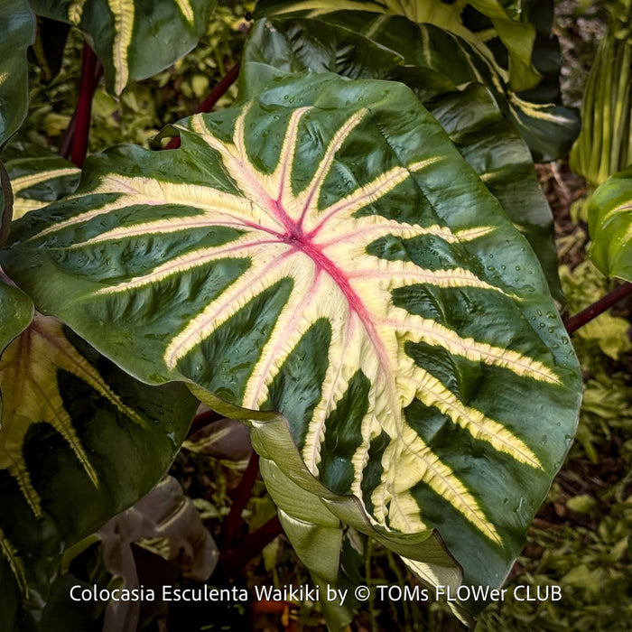 Healthy Colocasia Waikiki cultivated at TOMs FLOWer CLUB showing unique leaf marbling