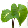 Colocasia Esculenta White Lava, organically grown tropical plants for sale at TOMs FLOWer CLUB.