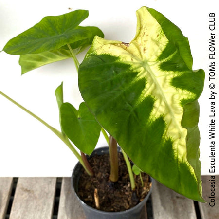 Colocasia Esculenta White Lava, organically grown tropical plants for sale at TOMs FLOWer CLUB.